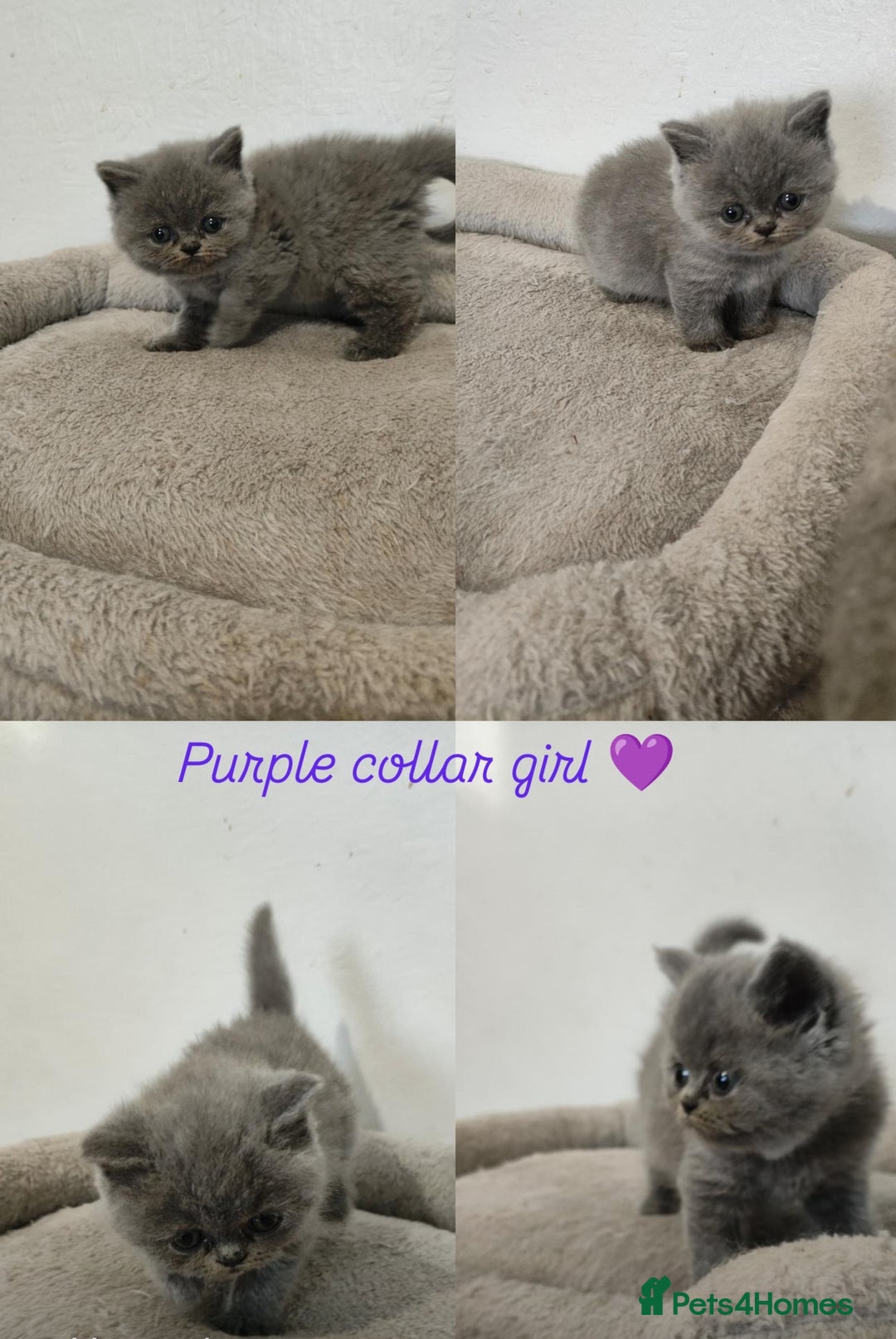 British Shorthair cats for sale: British Shorthair kittens  - Image 1