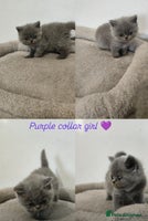 British Shorthair cats British Shorthair kittens - Advert 1