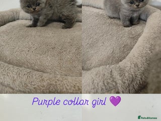 British Shorthair cats - Advert 17