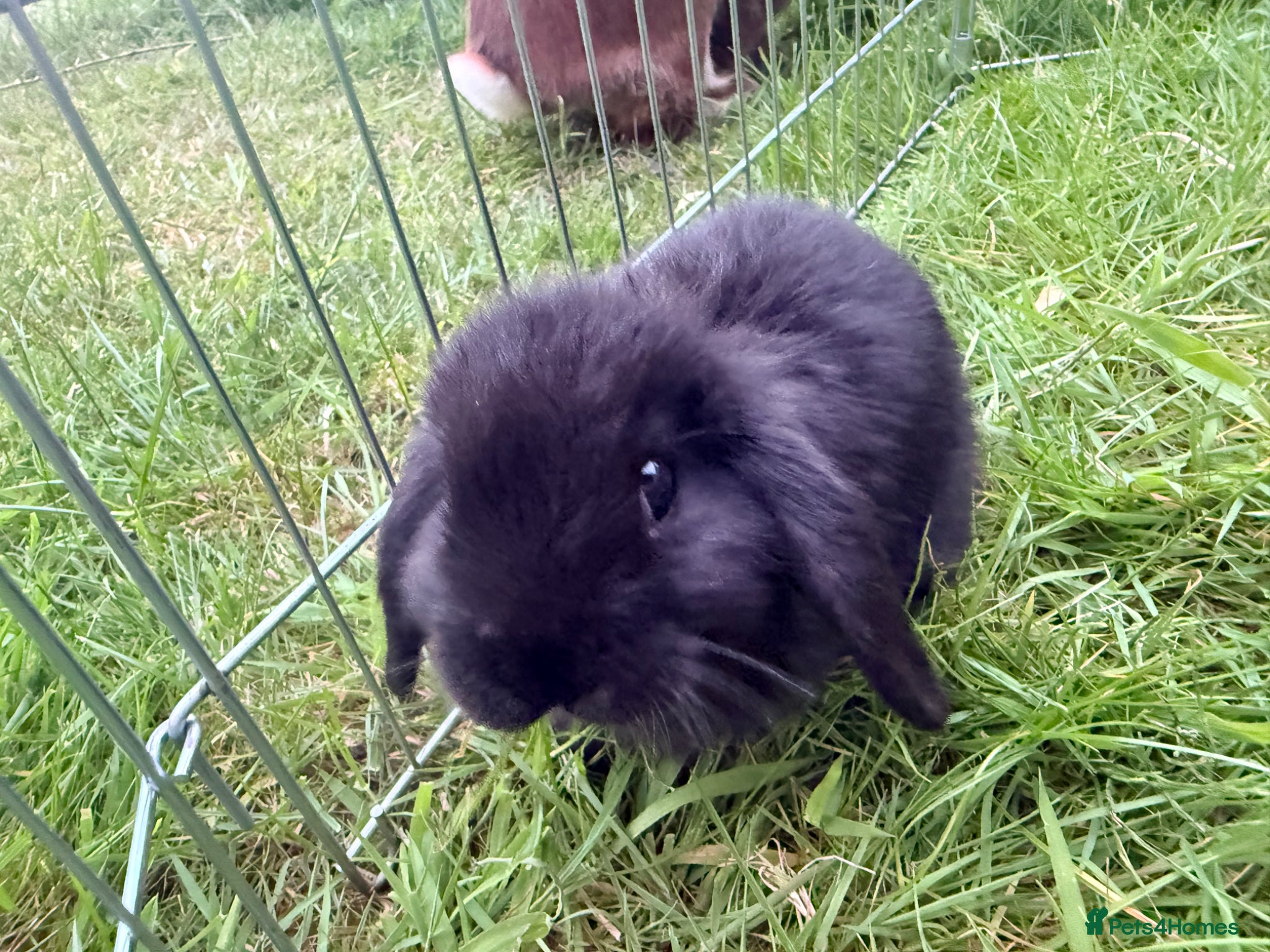 Mini Lop rabbits for sale: Mini Lop babies Ready to go  - Advert 3