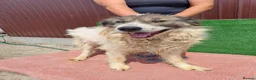 Mixed Breed dogs for adoption: 🐶Meet haiduc, one big fluffball 😍 - Advert 9