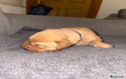Labrador Retriever dogs for sale: Labrador Retriever Pups - Image 32