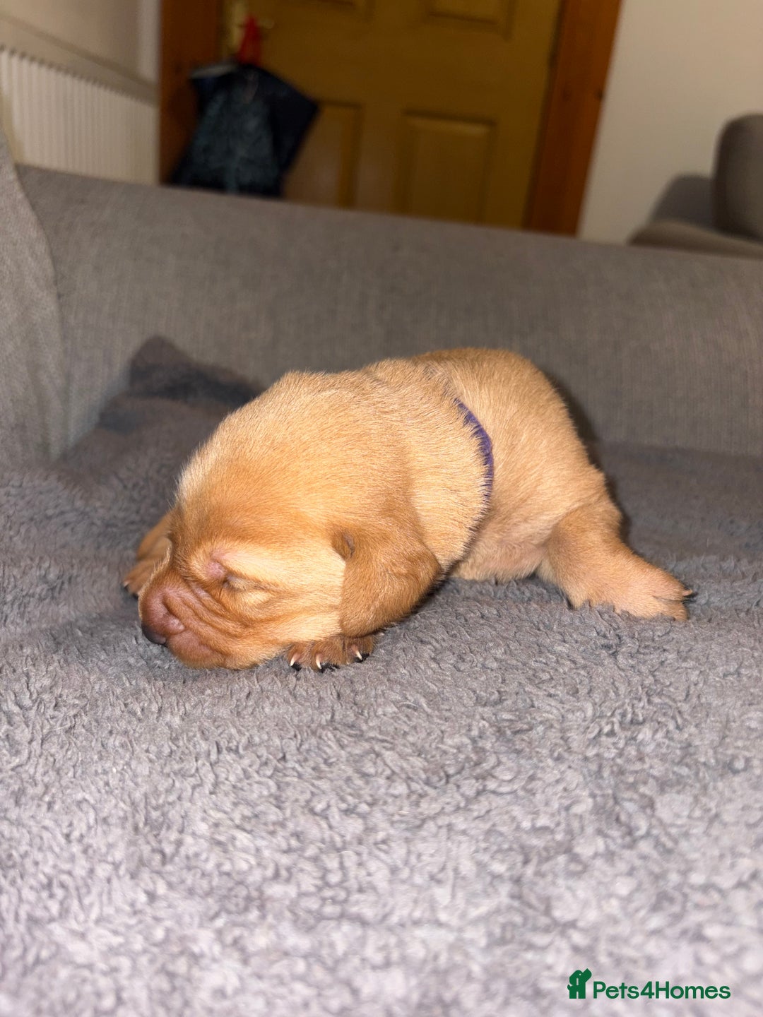 Labrador Retriever dogs for sale: Labrador Retriever Pups - Image 32