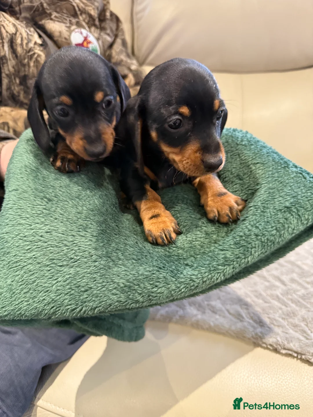 Miniature Dachshund dogs for sale: Black and Tan miniuter dauchound  - Advert 6