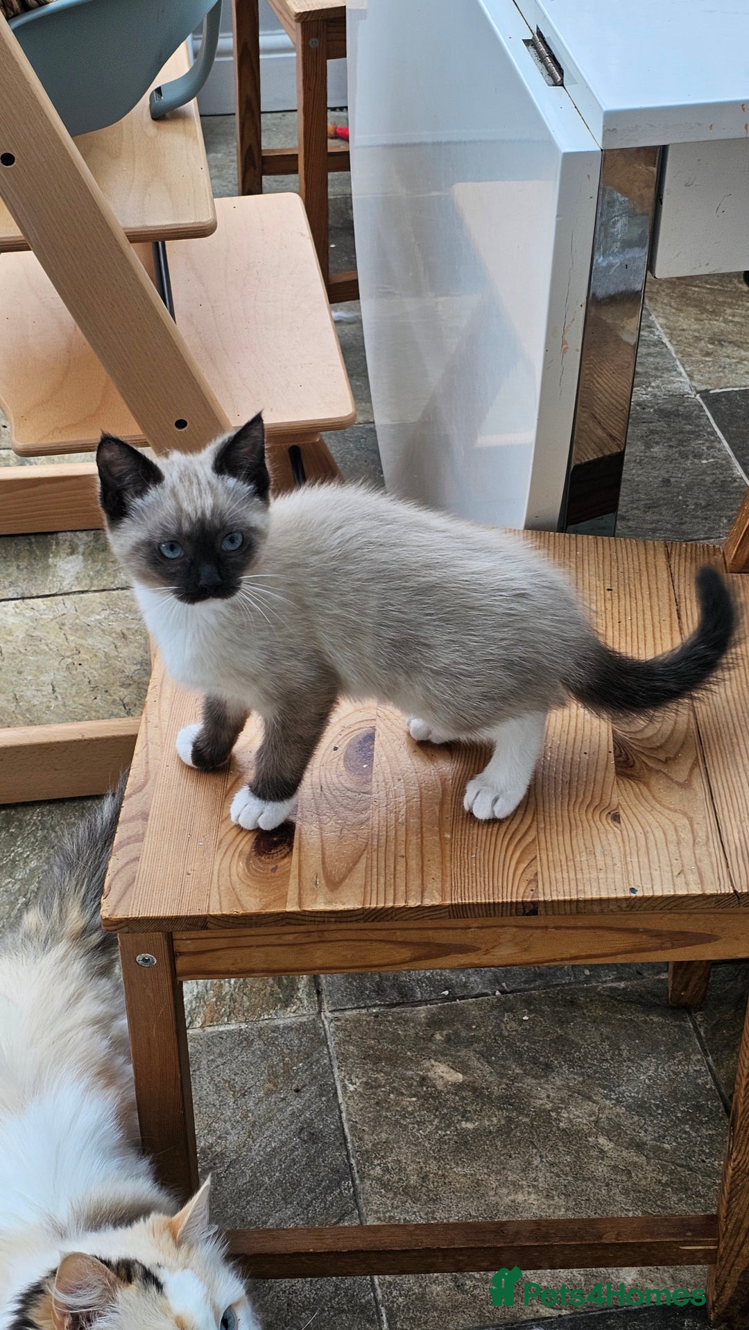 Ragdoll cats for sale: Seal point ragdoll - Advert 2