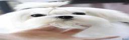 Maltese dogs for sale: Beautiful pure Korean Maltese puppies  - Advert 7