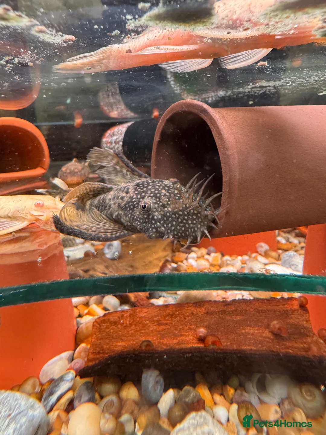 Plecos fish for sale: L236SWandRB mix 3male 5female - Advert 2