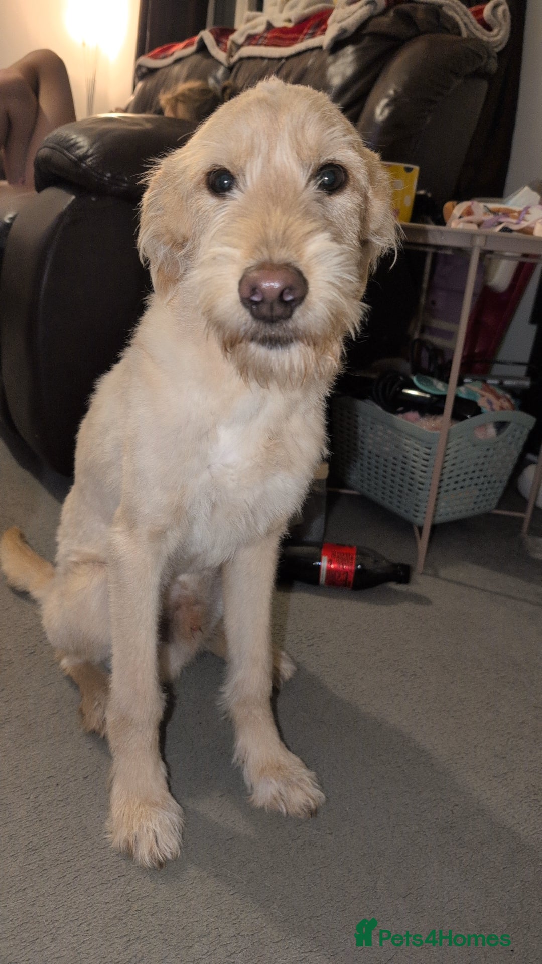 Labradoodle dogs for sale: F1BB Labradoodle  - Advert 1