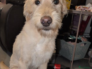 Labradoodle dogs F1BB Labradoodle - Advert 1