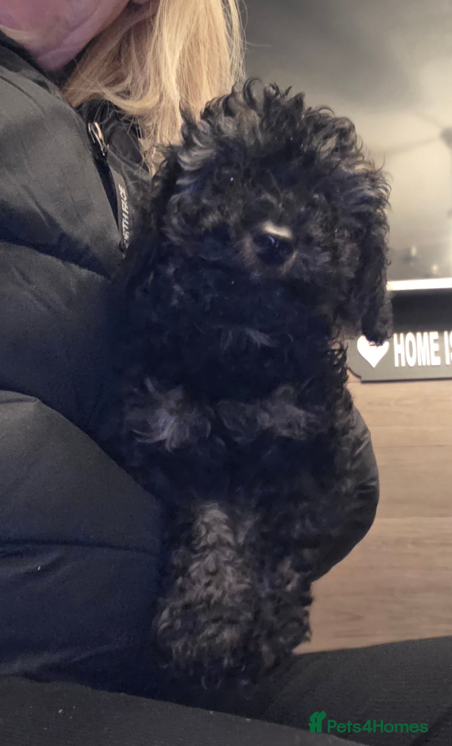 Doxiepoo dogs Beautiful toy poodle phantom rare colour 3/4 pups - Advert 1