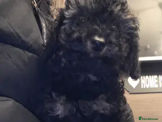 Doxiepoo dogs Beautiful toy poodle phantom rare colour 3/4 pups - Advert 12