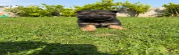 German Shepherd dogs for sale: Pedigree registered German shepherd pups  - Advert 1