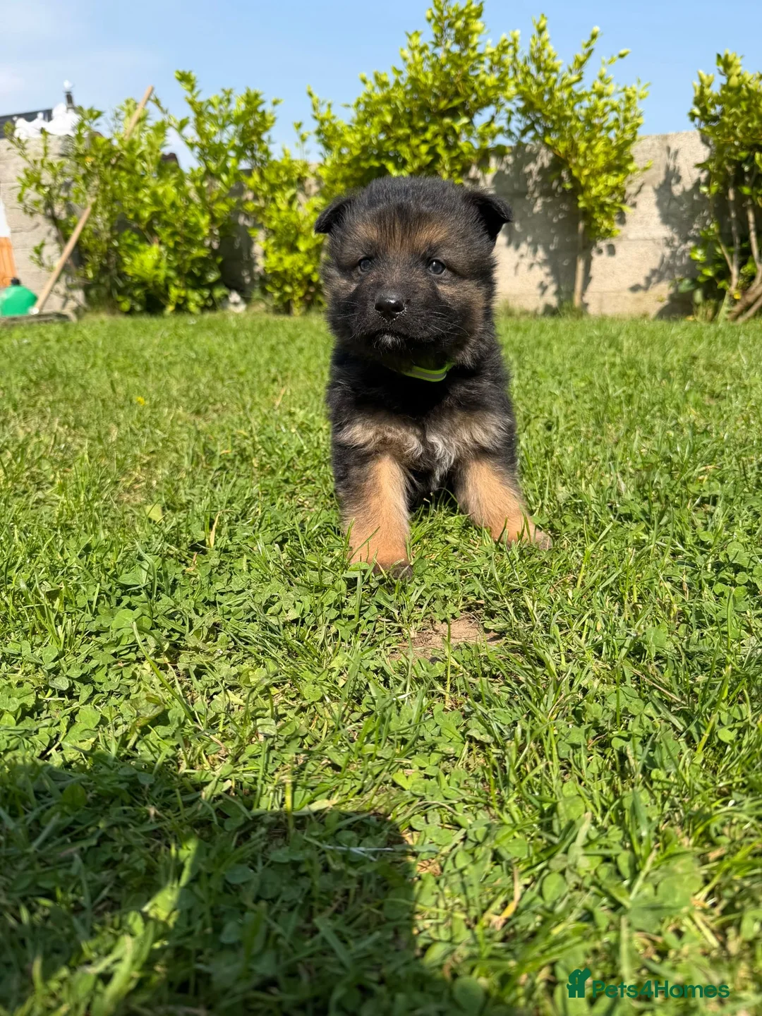 German Shepherd dogs for sale: Pedigree registered German shepherd pups  - Advert 1
