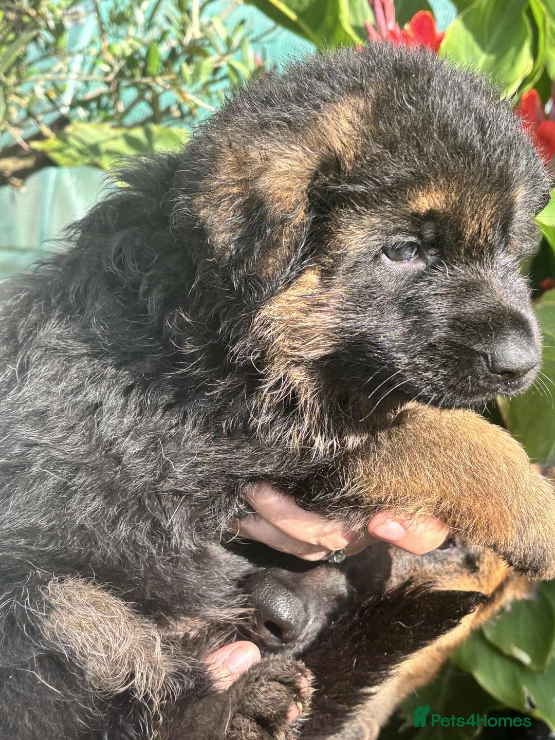 German Shepherd dogs for sale: German Shepherd Puppies KC registered - Image 16