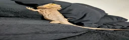 Bearded Dragon reptiles for sale: Rehoming my 11 year old bearded dragon  in Cardiff - Advert 4