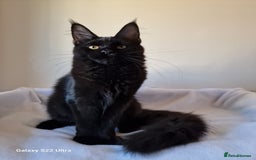 Maine Coon cats for sale: Studing solid black females🎀🐈‍⬛ - Image 12