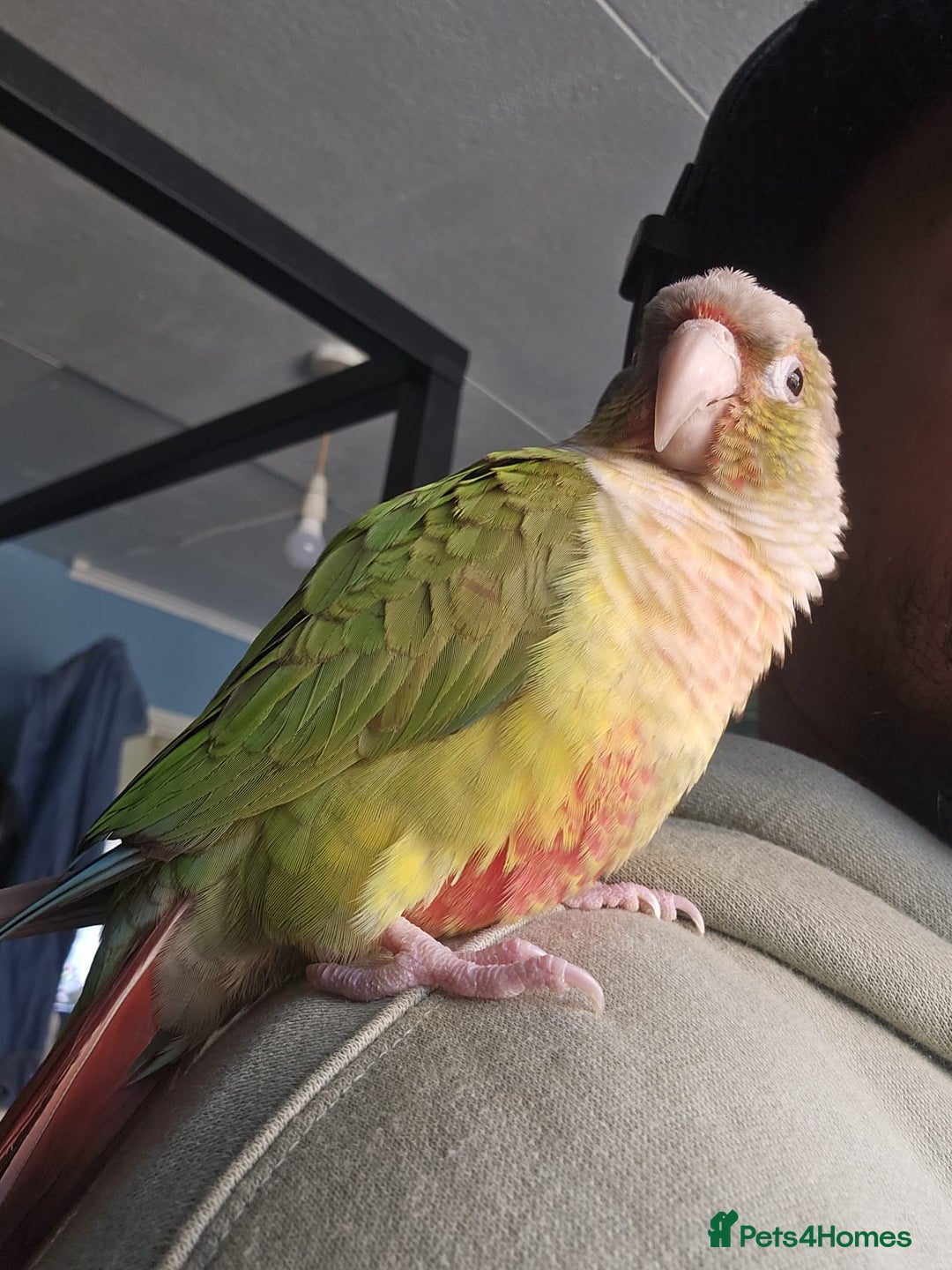 Conures birds for sale: Tame Male & Female Pineapple Conures - Image 12
