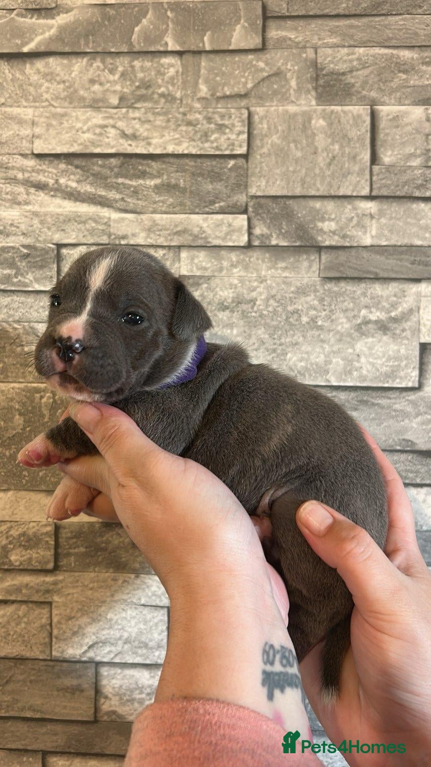 Mixed Breed dogs Chunky American Bulldog x English Bulldog x Staffy - Advert 2