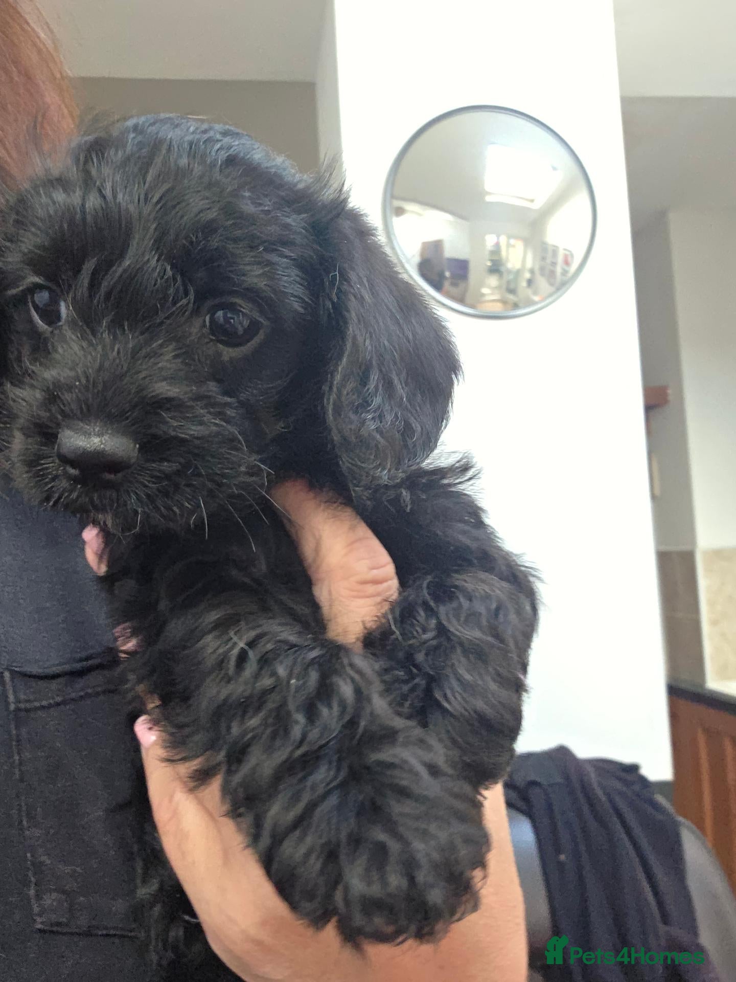 Mixed Breed dogs Corkie pups - Advert 12