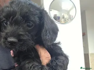 Mixed Breed dogs Corkie pups - Advert 12