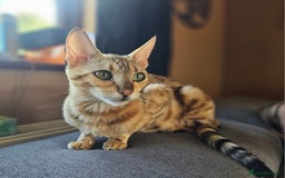 Bengal cats for sale: Bengal kittens. Absolutely beautiful!  - Image 28