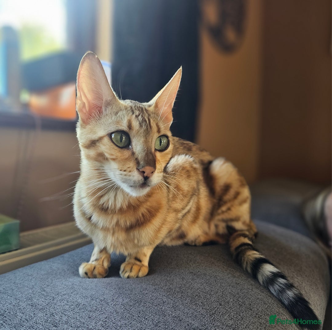 Bengal cats for sale: Bengal kittens. Absolutely beautiful!  - Image 28