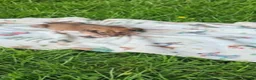 Saluki dogs for sale: Saluki puppy s  - Advert 4