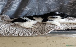 Maltipoo dogs for sale: 1 beautiful boy left! - Image 3