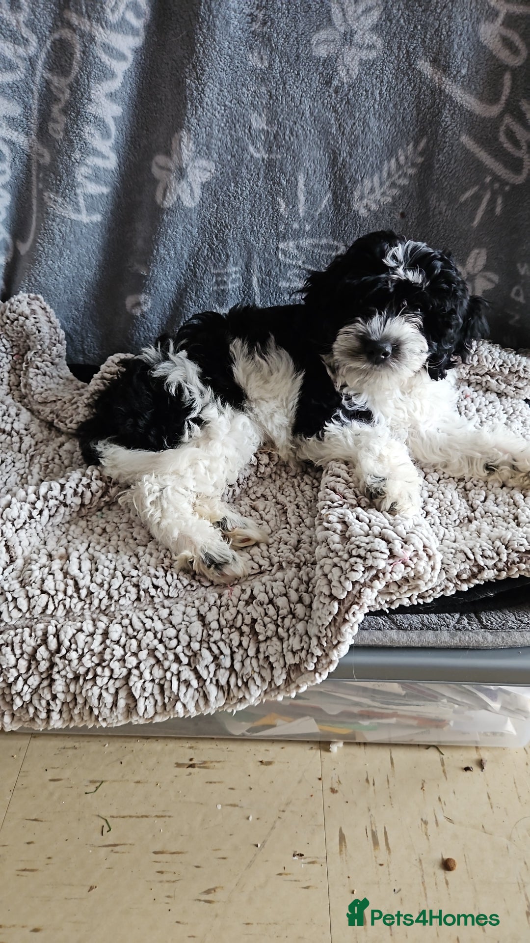 Maltipoo dogs for sale: 1 beautiful boy left! - Image 3