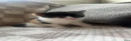 Mixed Breed cats for sale: I have 4 beautiful little kittens  - Advert 5