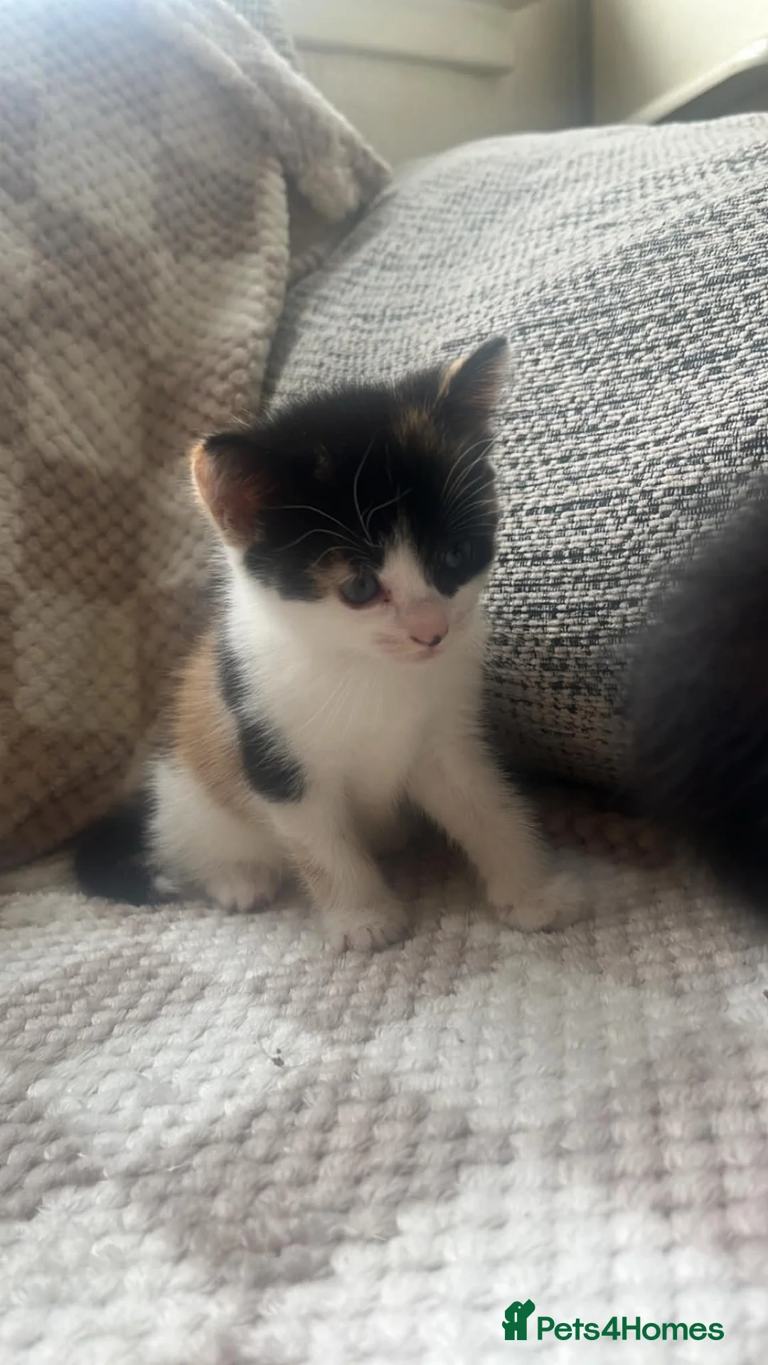 Mixed Breed cats for sale: I have 4 beautiful little kittens  - Advert 5