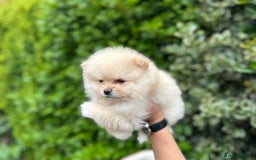 Pomeranian dogs for sale: Tiny Pomeranian Girls – Champion Bloodlines - Image 7