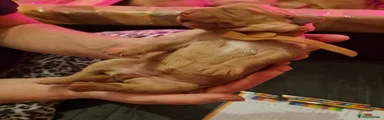Labrador Retriever Puppy 6