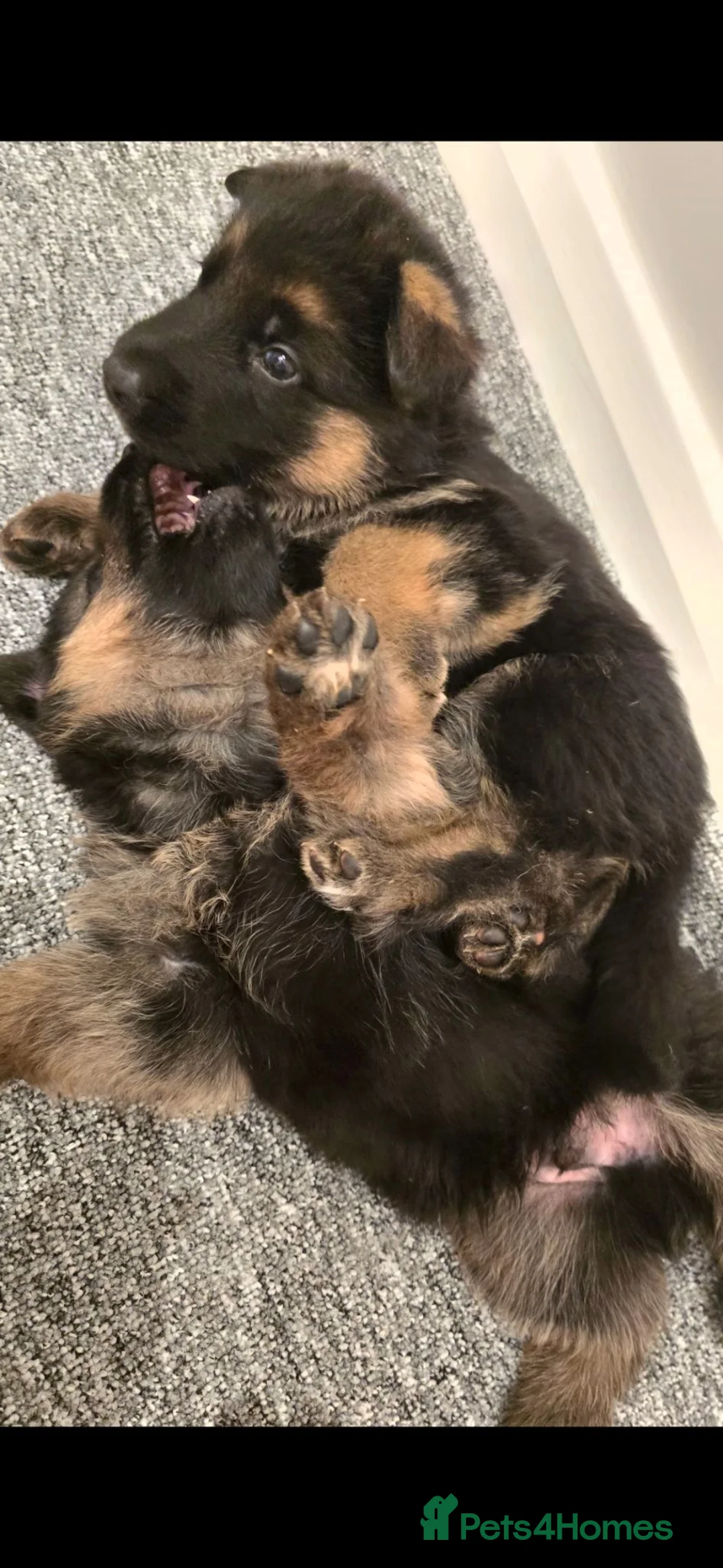 German Shepherd dogs for sale: 10 BEAUTIFUL GERMAN SHEPHERD PUPPIES - Advert 16