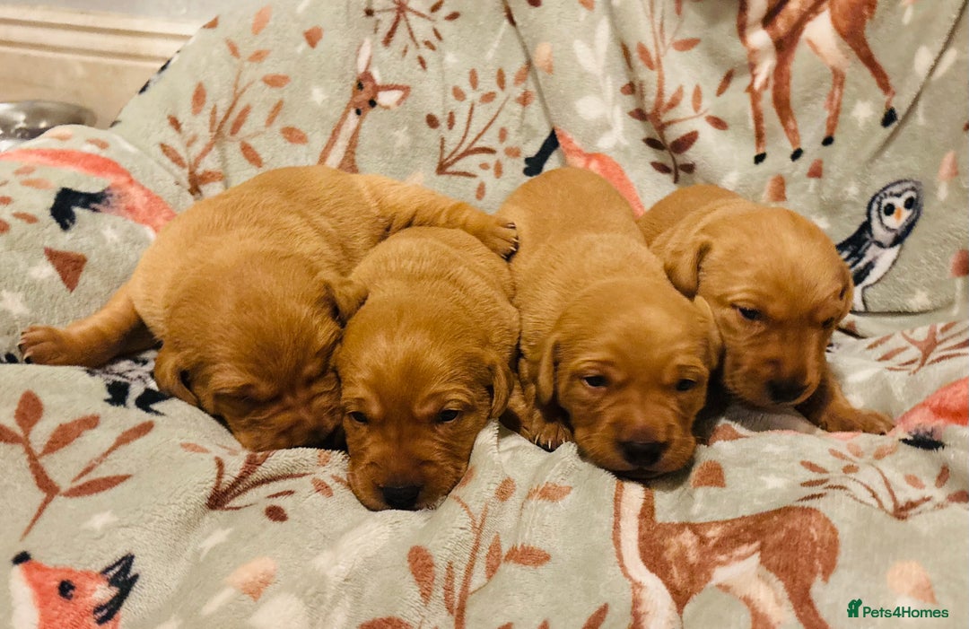 Labrador Retriever dogs for sale: Plump little Red Labrador Puppies! - Image 1