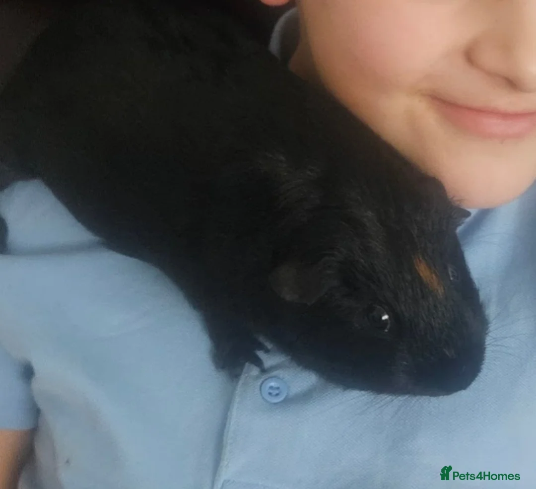 Guinea Pig rodents for sale: 2 MALE Black guinea pigs, everything inc! - Advert 6