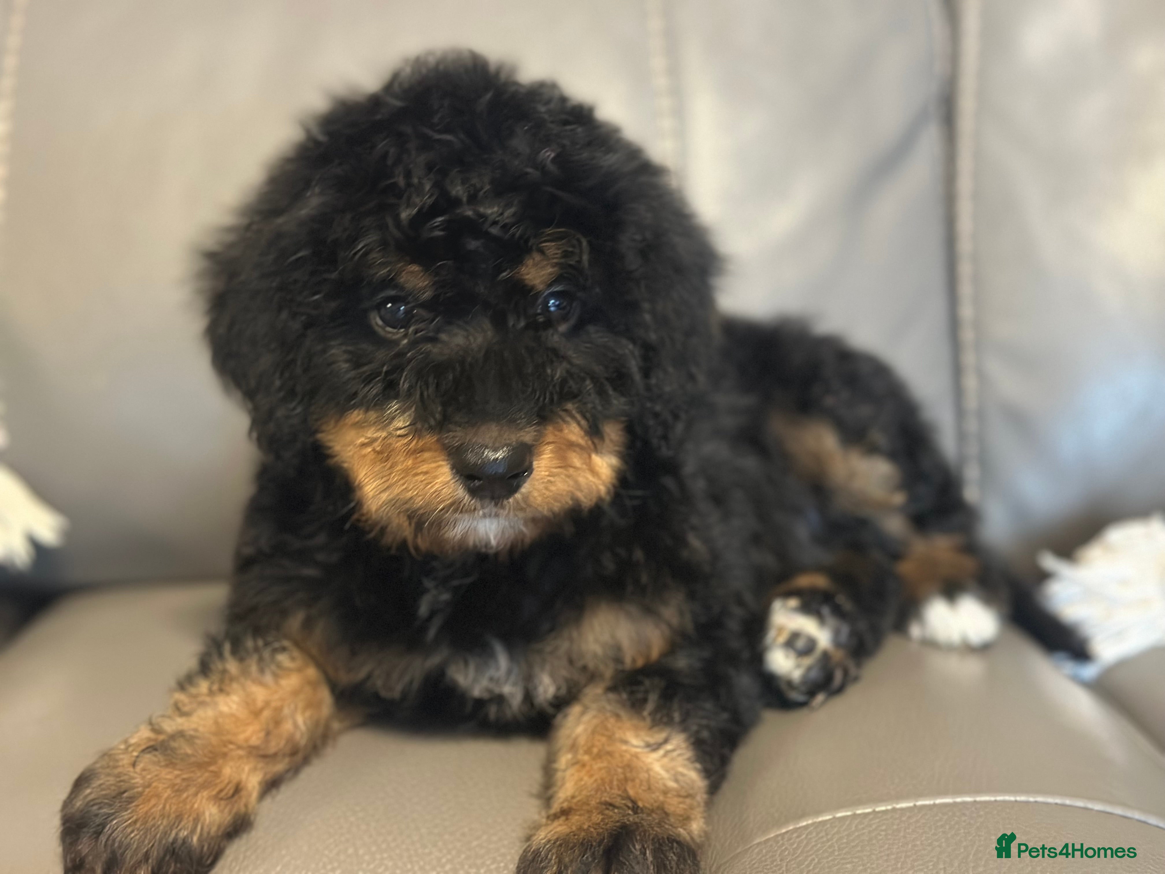 Bernedoodle dogs F1 STANDARD BERNADOODLE VACCINATED FULL VET CHECK - Advert 11