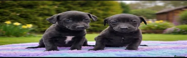 Mixed Breed Puppy 3