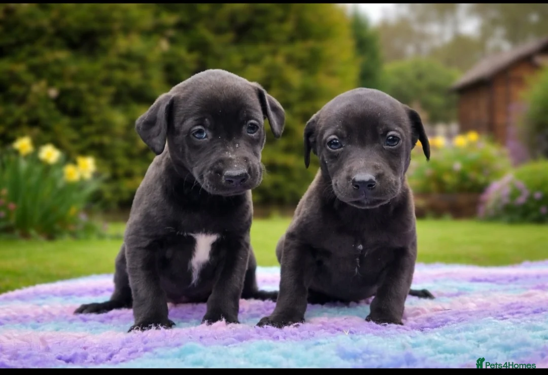 Mixed Breed dogs for sale: Labrador x whippet - Advert 4