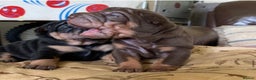 Shar Pei dogs for stud: THE HUSTLER BLACK AND TAN KC  in Scunthorpe - Advert 5