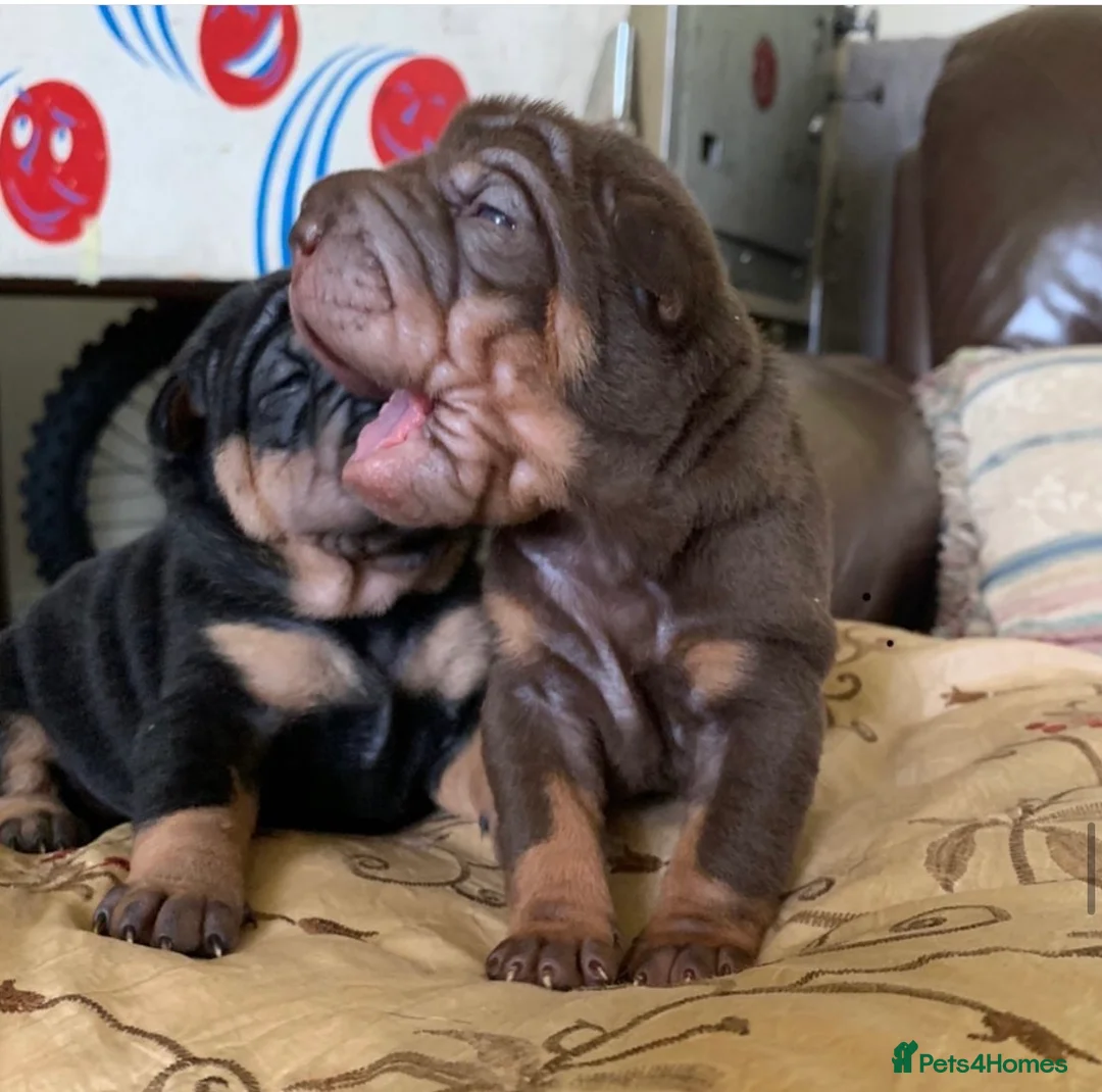 Shar Pei dogs for stud: THE HUSTLER BLACK AND TAN KC  in Scunthorpe - Advert 5