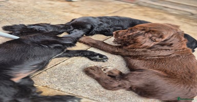 Sprocker dogs - Advert 8