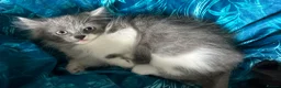 Siberian cats for sale: Pedigree Regisyered Siberian Kittens - Advert 6
