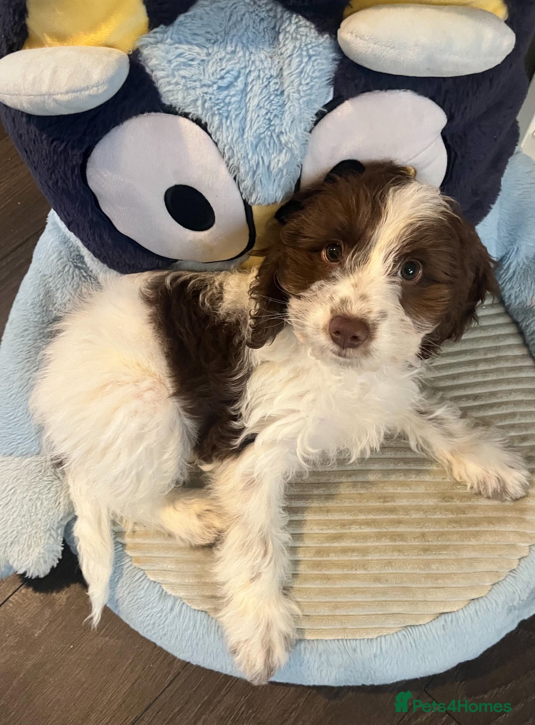 Cockapoo dogs for sale: 11 week old, Female Cockapoo puppy for rehoming - Advert 4