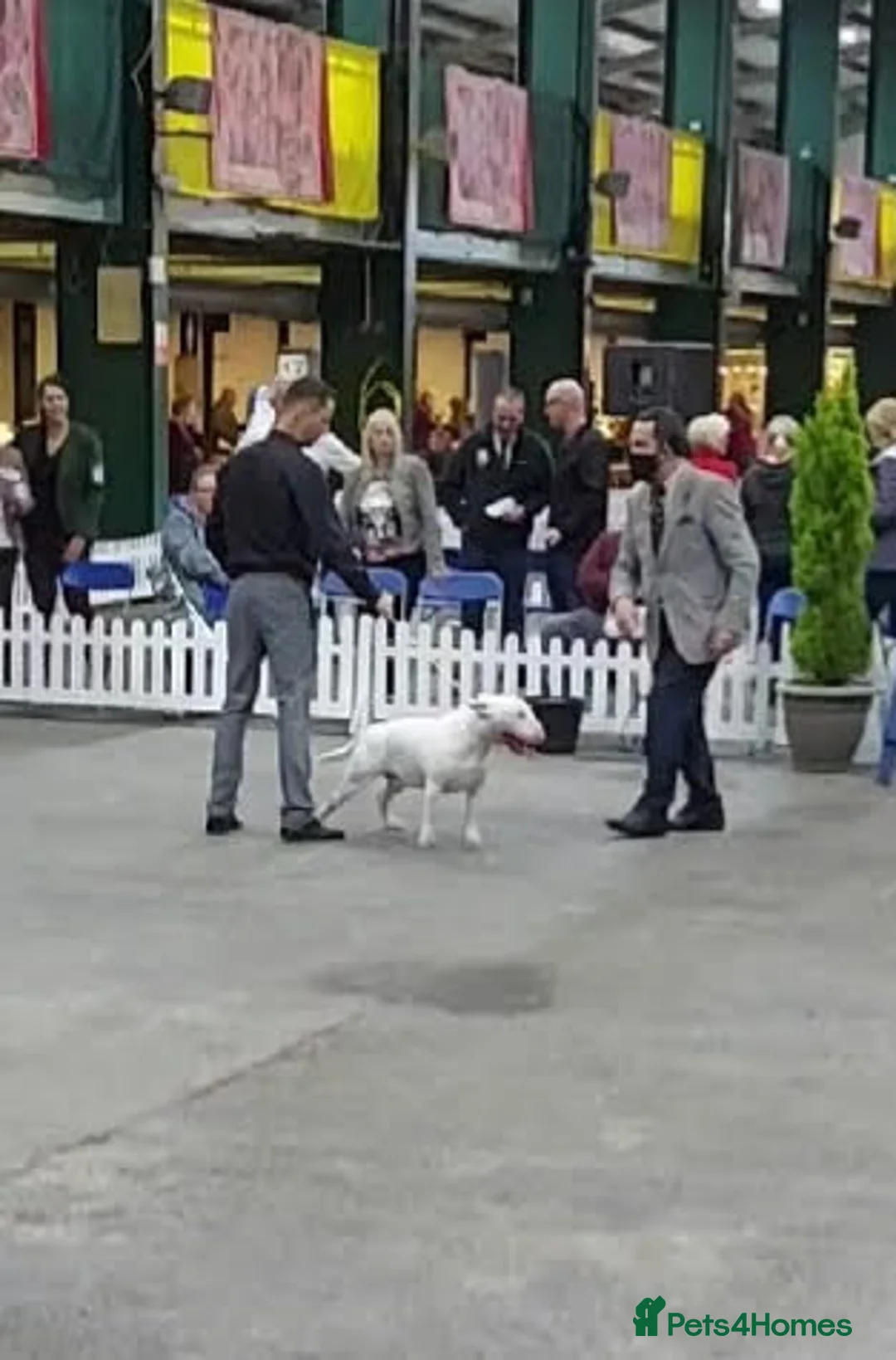 English Bull Terrier dogs for stud: Proven Quality Stud KC (Crufts qualifier) Dorset in Poole - Advert 9