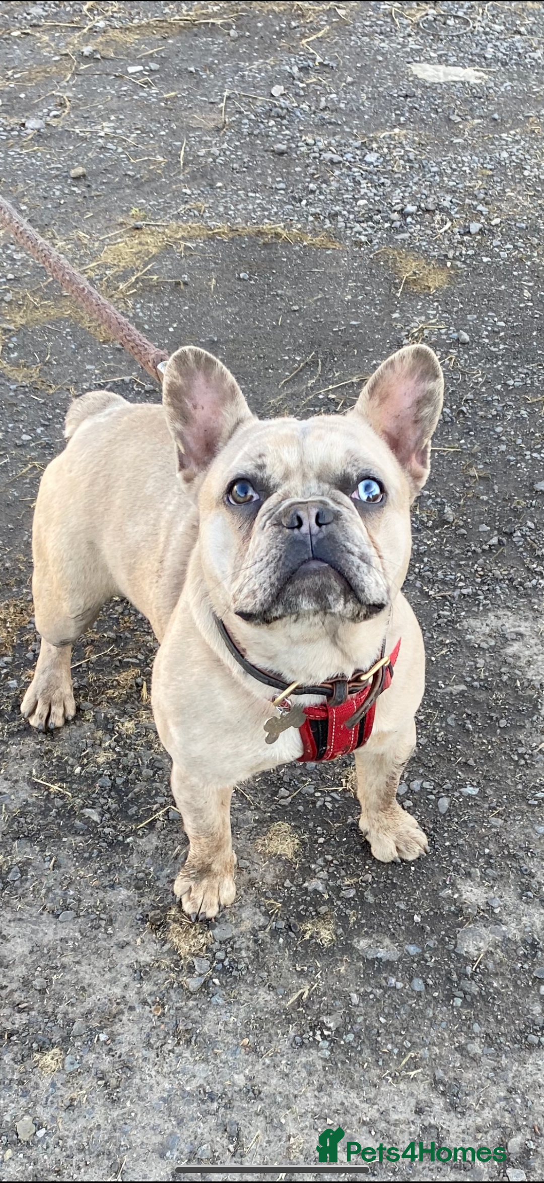 French Bulldog dogs for sale: Fluffy carrier French bull dog puppies  - Advert 3