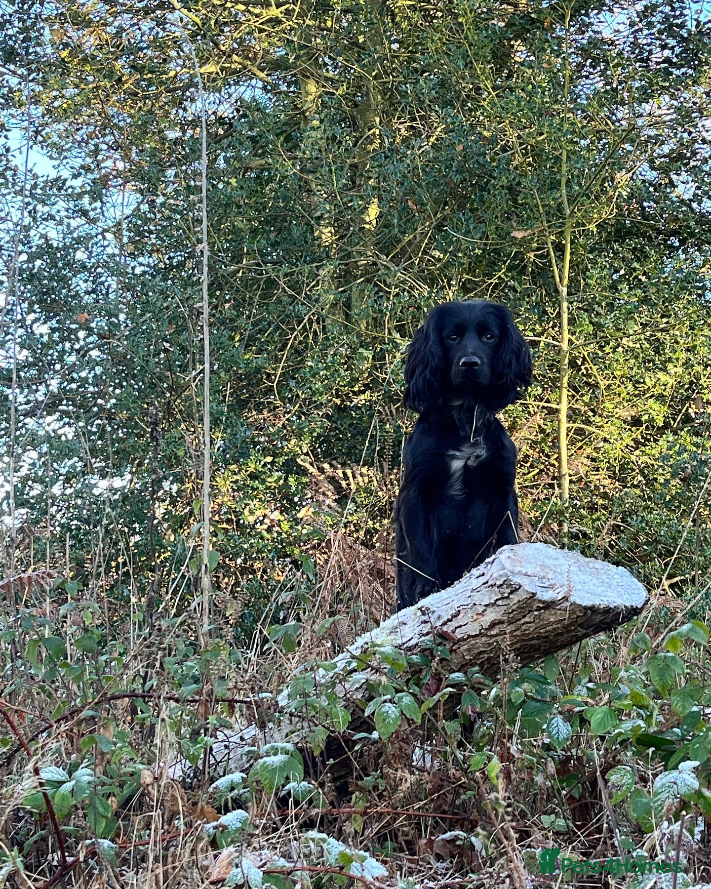 Cocker Spaniel dogs Working Cocker Spaniel.  - Advert 2