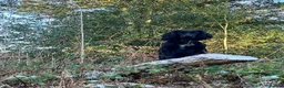 Cocker Spaniel dogs for sale: Working Cocker Spaniel.  - Advert 2