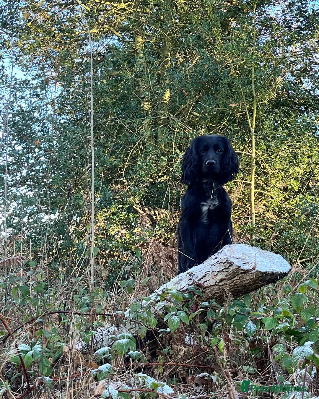 Cocker Spaniel dogs for sale: Working Cocker Spaniel.  - Advert 2