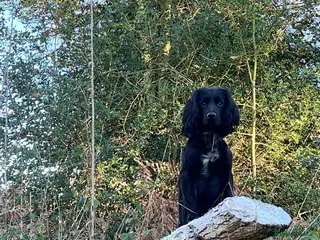 Cocker Spaniel dogs Working Cocker Spaniel. - Advert 2